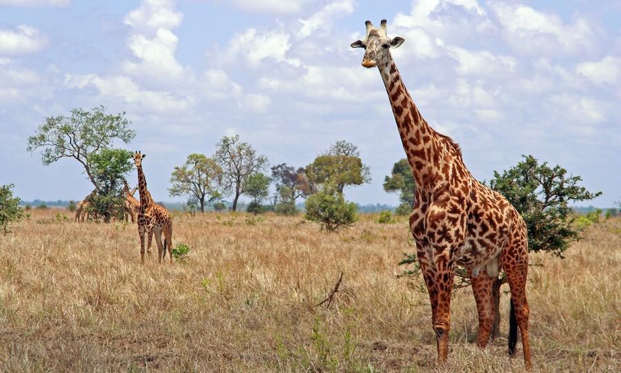 A giraffe grazes on the plains of Tanzania, Africa. Students who study abroad in Tanzania can take courses in field biology and ecotourism while experiencing it firsthand.