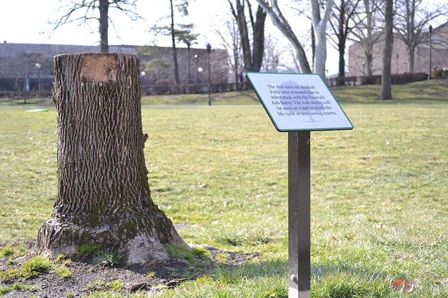 The ash trees of Buskirk field are memorialized by this remaining stump, February 2, 2016.