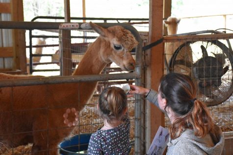 National Alpaca Farm day at Merritt’s Farm in Barboursville