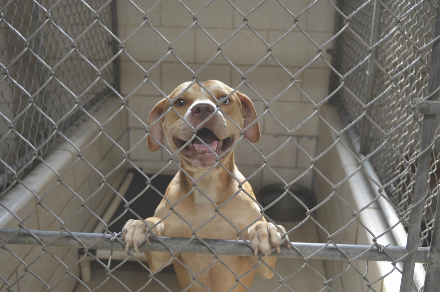 Cabell-Wayne Animal Shelter in need of volunteers - The Parthenon