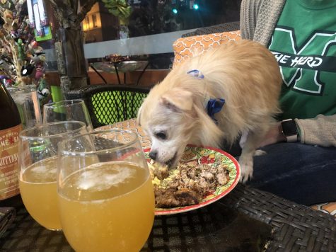 Local business creates a happy hour with pets to support animal rescue groups