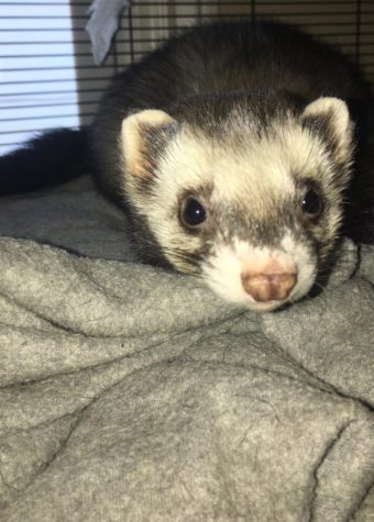 Parthe-Pet: Castiel