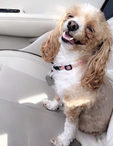 Parthe-Pet: Holly