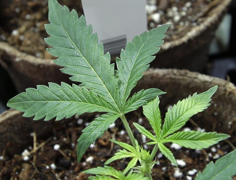 In this July 12, 2018 file photo, newly transplanted cannabis cuttings grow in pots at a marijuana cultivation facility in Milford, Mass. The New Hampshire House has given preliminary approval to a bill legalizing recreational marijuana, Wednesday, Feb. 27, 2019, putting the state on the path to joining several of its neighbors who allow the possession of small amounts of pot.