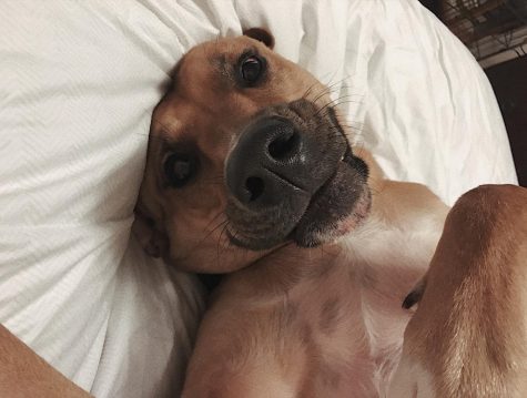 Parthe-Pet: Scrappy