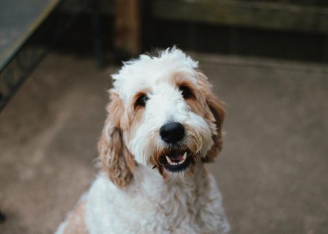 Parthe-Pet: Maggie