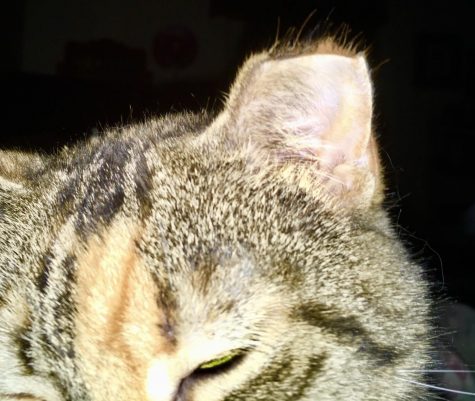 Cat colony population near Marshall continues to multiply