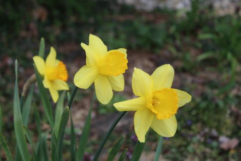 GINGER’S GUIDE TO: Spring