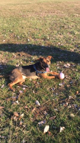 Parthe-Pet: Sophie