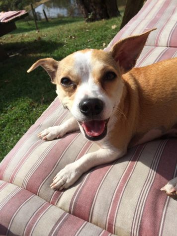 Parthe-Pet: Tippy