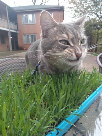 Parthe-Pet: Bernie