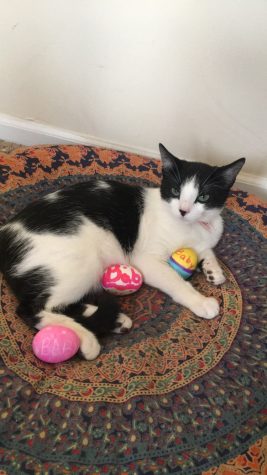 Parthe-Pet: Baby