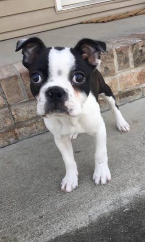 Parthe-Pet: Beast