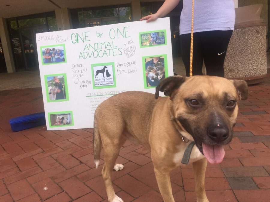 Marshall Biology Club raises funds for One by One Animal Advocates