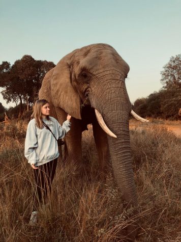 Herd Around the World: South Africa