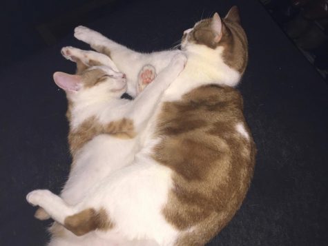 Parthe-Pet: Zues and Bob
