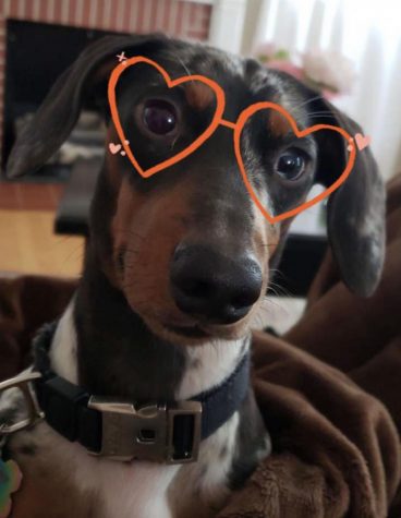 Parthe-Pet: Chance