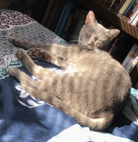 Parthe-Pet: Mystic