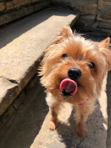 Parthe-Pet: Coco