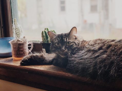 Parthe-Pet: Maxine Macaroni
