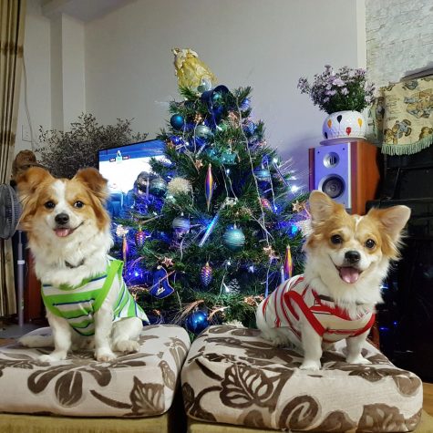 Parthe-Pet: Nheo Nheo and Bong Gon