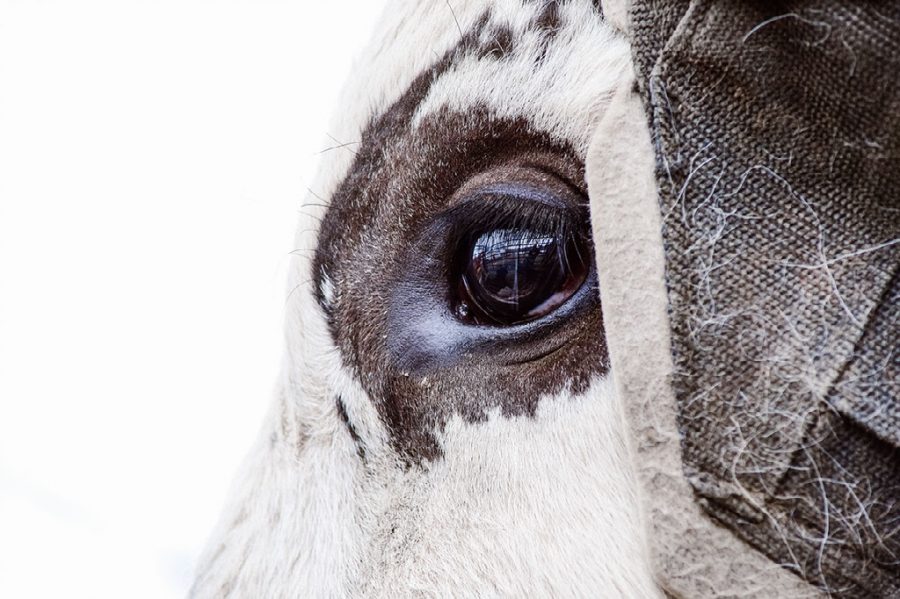 Reflection of the Winfield, WV Riding Arena is seen in this horse's eye, digital photograph, 2019