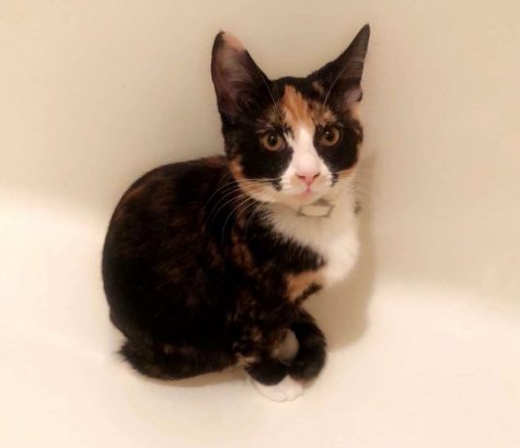 Parthe-Pet: Pia