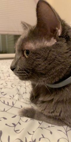 Parthe-Pet: Bitty