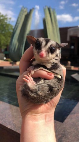 Parthe-Pet: Gabbie
