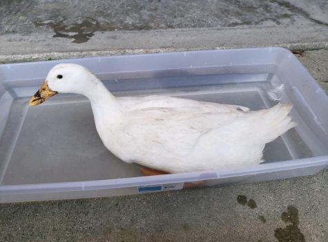 Parthe-Pet: Donald