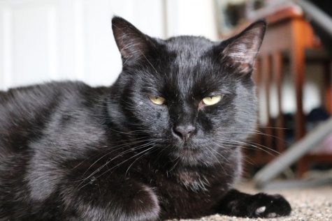 Parthe-Pet: Ameer