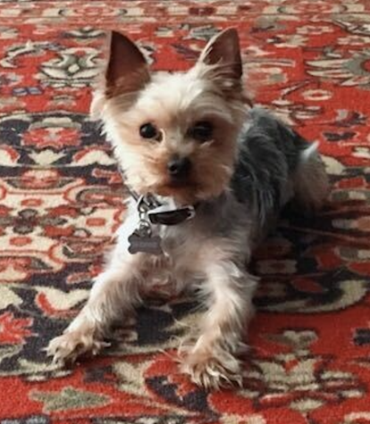 Parthe-Pet: Memphis