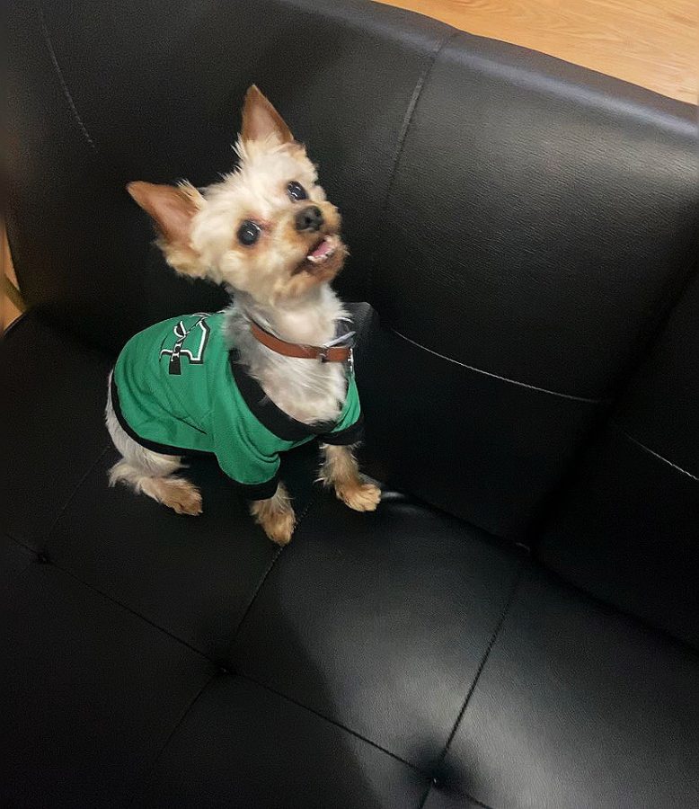 Memphis the five-year-old Yorkie