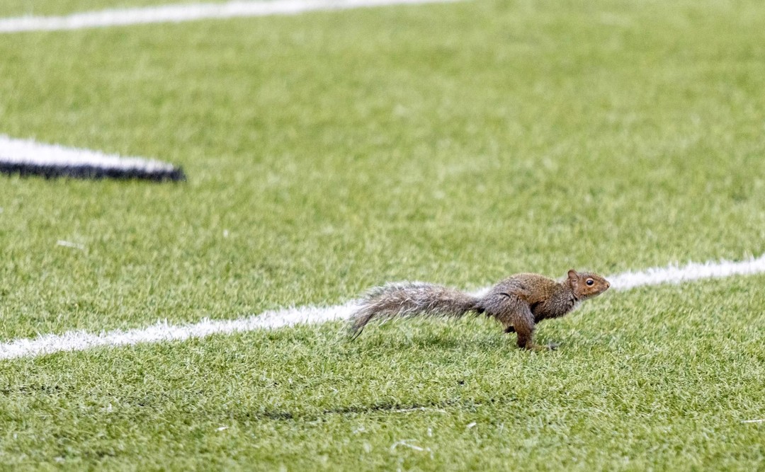 Half-way through the second quarter, the crowd at the FIU-Marshall game were on their feet when a squirrel ran 65-yards to cross the goal line near the student section.
Hit the link in our bio to read more.