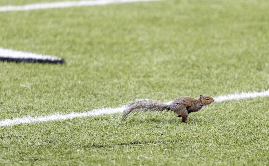 Play of the Game: Squirrel Goes the Distance