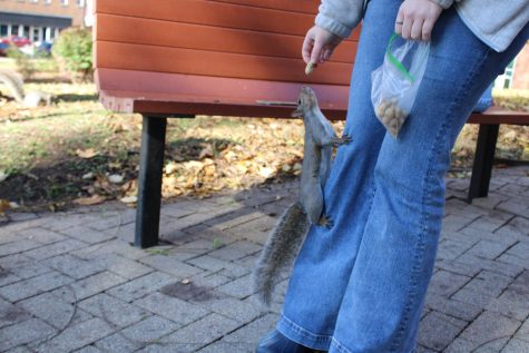 Gap JEANS – The Sharing Squirrel