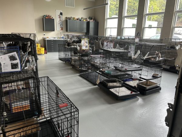 The dogs and cats have their own dedicated spaces at the shelter.