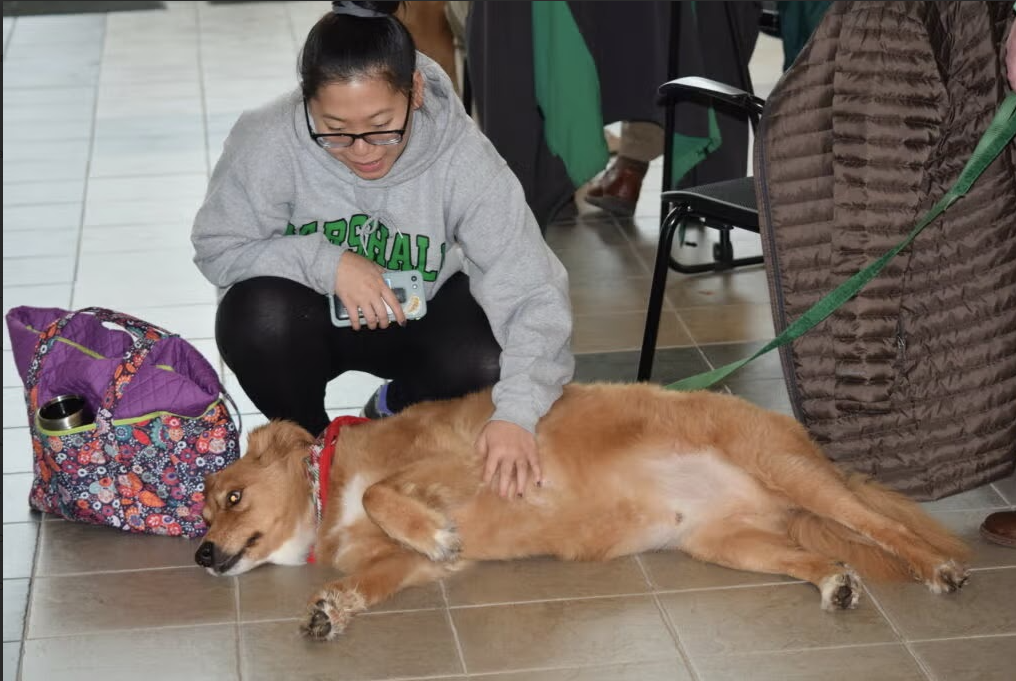 MU Paws utilizes therapy dogs to help students destress with a little bit of puppy love. (Courtesy of MU Paws). 