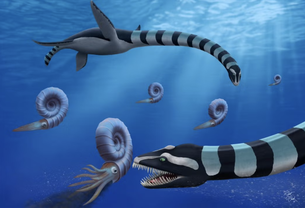 The Traskasaura is unique in its genus, having both primitive and advanced features. (Courtesy of Robin O’Keefe)