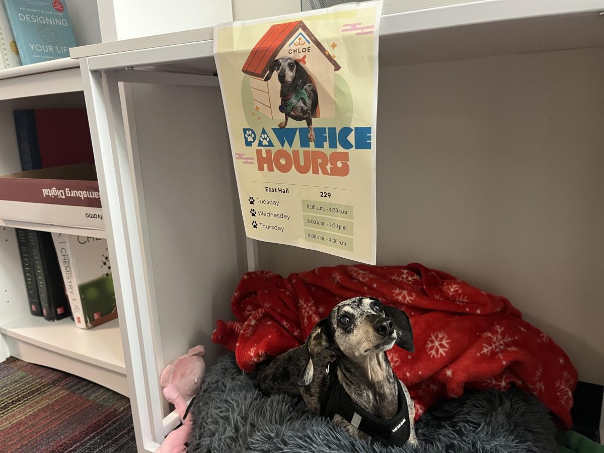 Chloe resides in her “Pawffice” every Tuesday and Thursday.