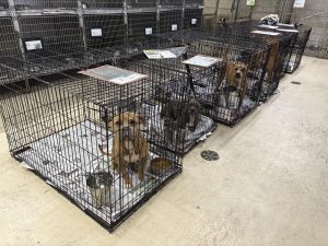 The Huntington Cabell Wayne Animal Shelter is located at 1901 James River Road, Huntington, WV, 25701.
